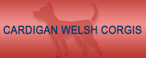 Cardigan Welsh Corgis - Dog Breeders